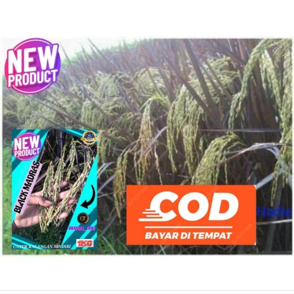 benih padi black Madras kemasan 1kg