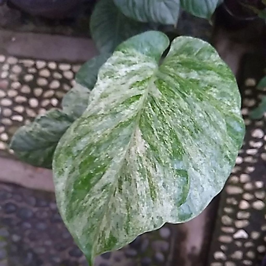 amydrium medium varigata