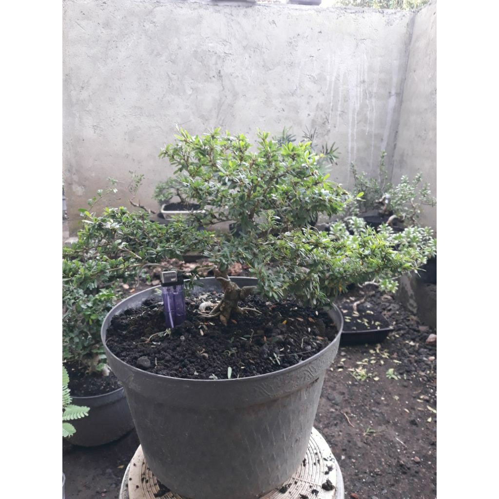 bonsai saeng simbur micro vietnam