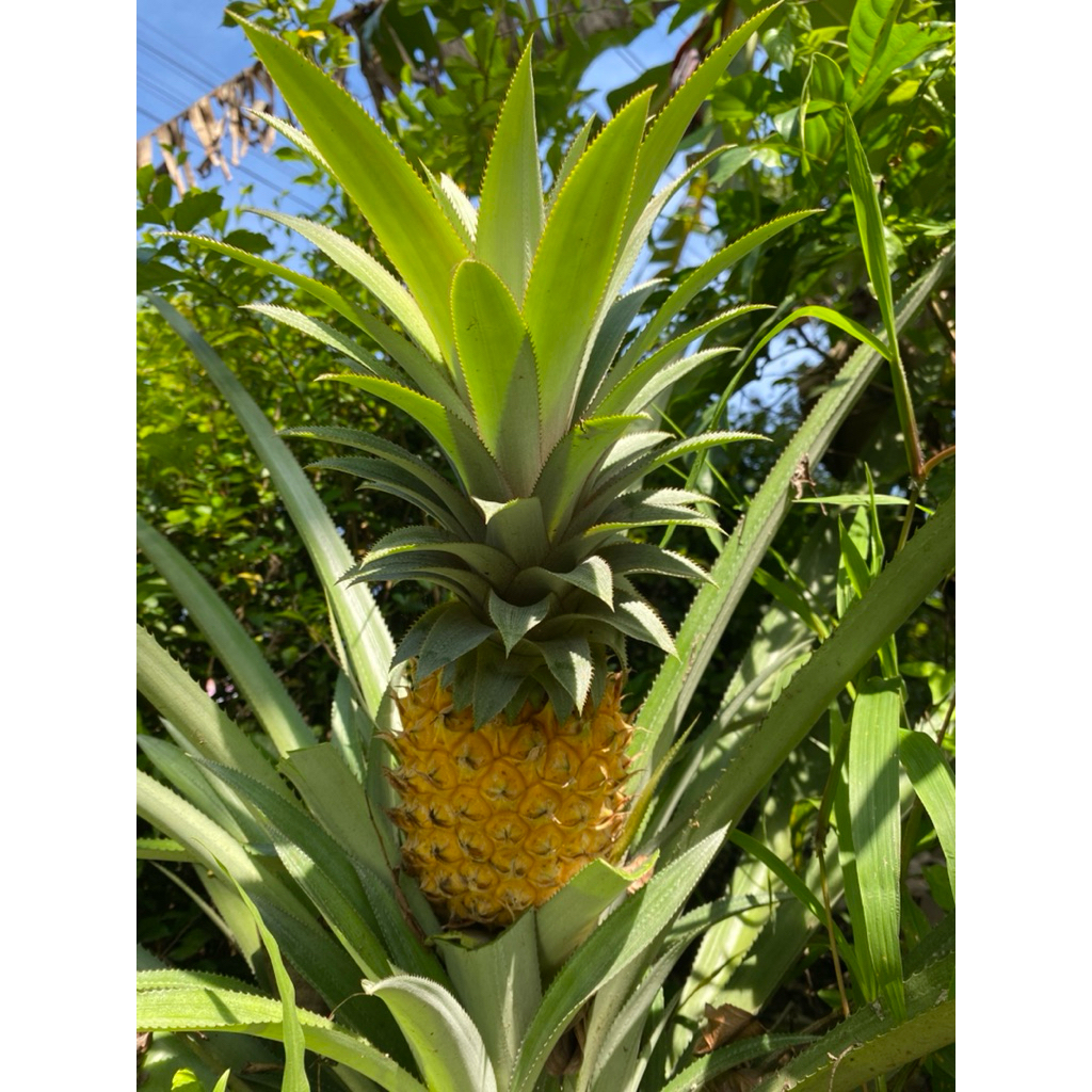 BIBIT NANAS MADU