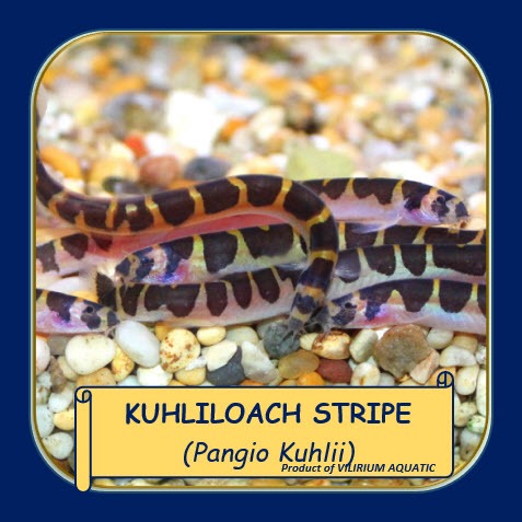 IKAN HIAS AIR TAWAR - KUHLI LOACH STRIPE / KUHLILOACH STRIPE (IKAN PEMBERSIH DASAR AQUARIUM)