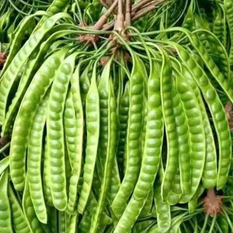 Petai 1 Ikat 10 Papan Aroma Khas Rasa Nikmat Bikin Makan Tambah Lahap