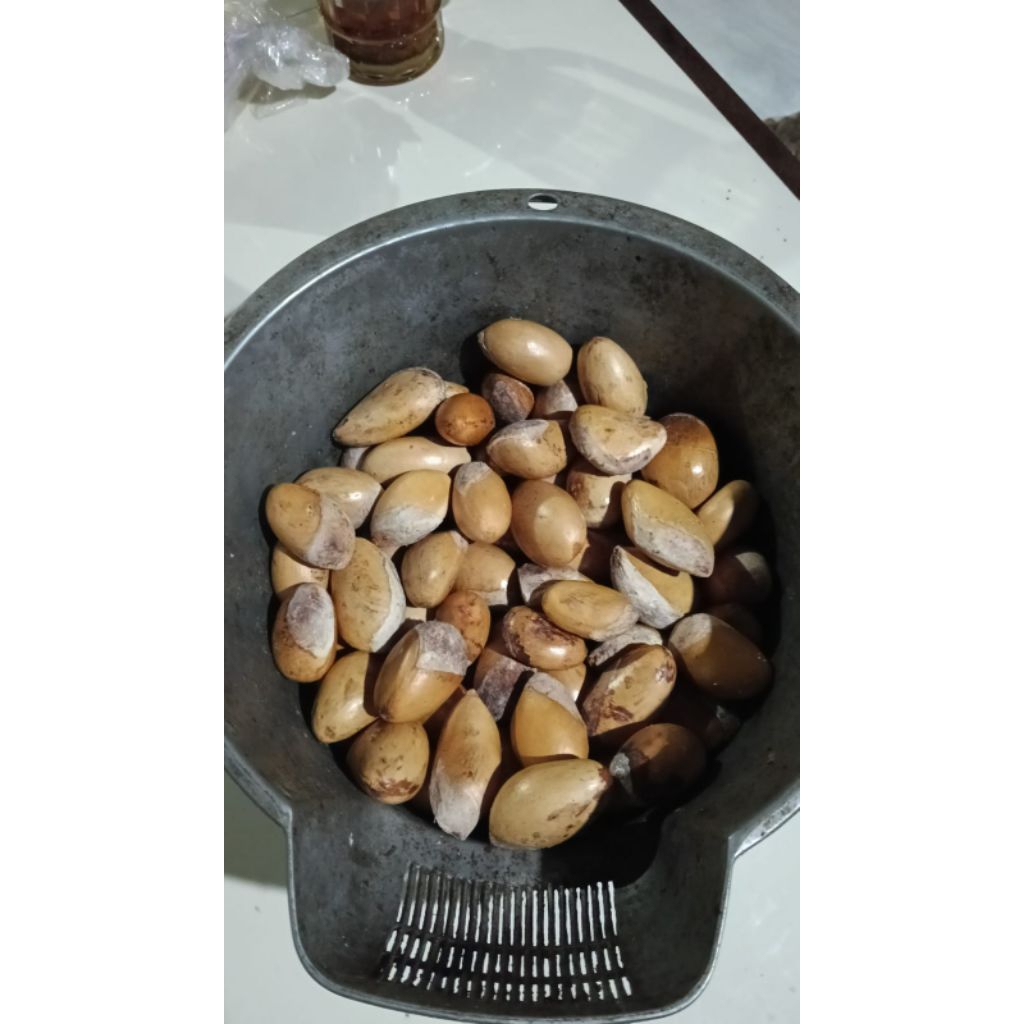 biji durian segar