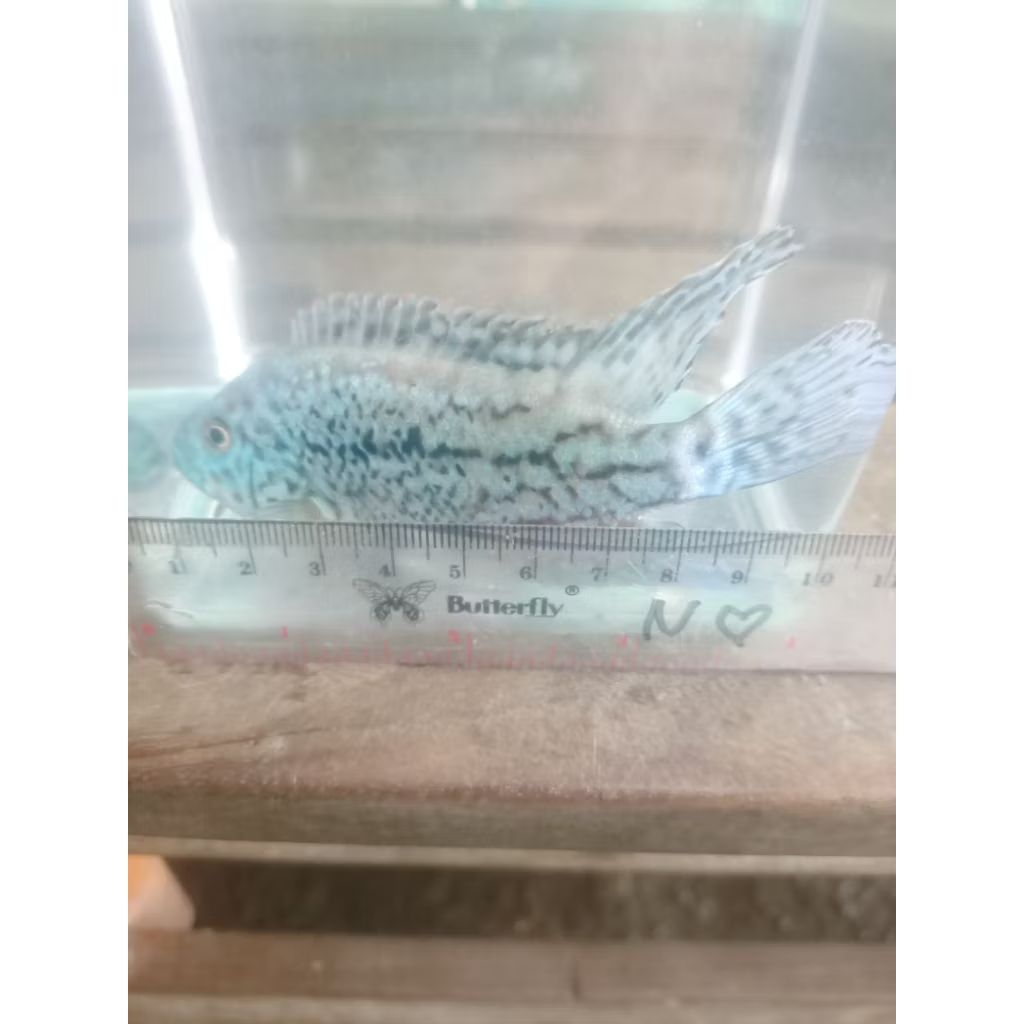 chilchid EBJD SIZE 8-10 CM