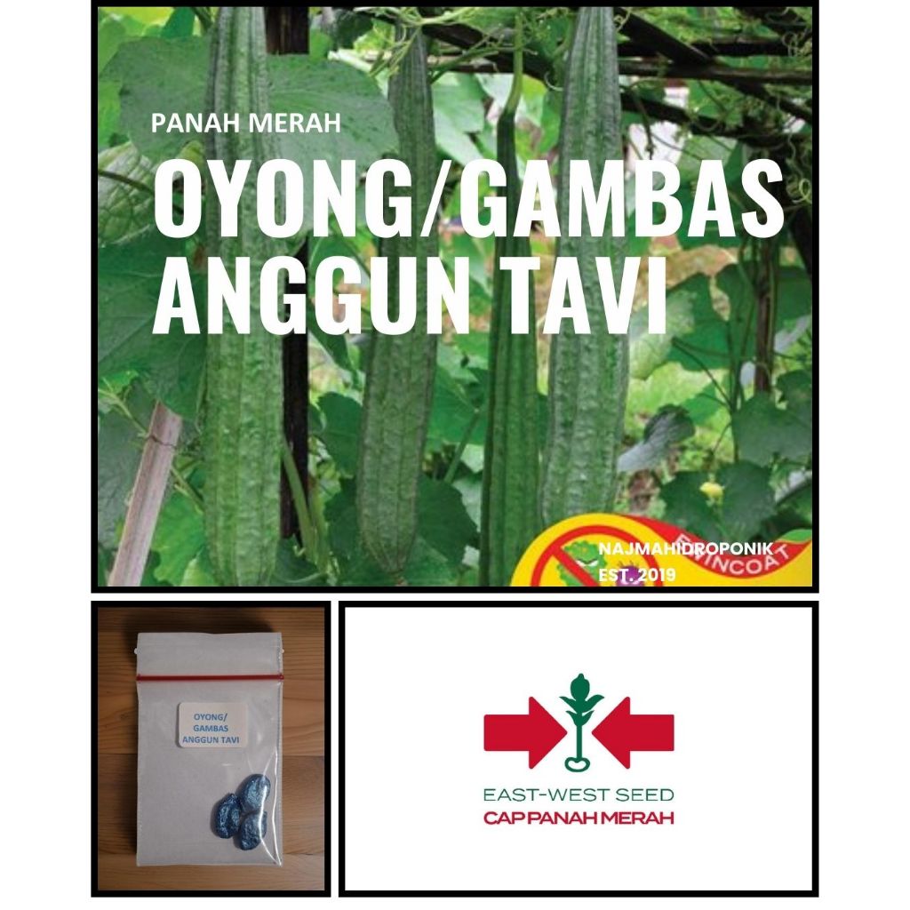 3 Butir Benih Oyong/Gambas Anggun Tavi Repacking (Panah Merah)