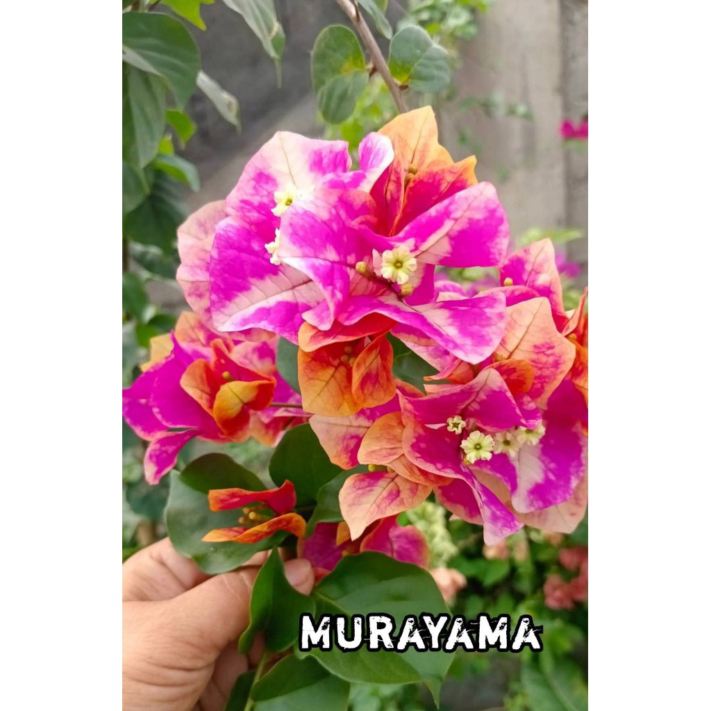 bogenvile Murayama