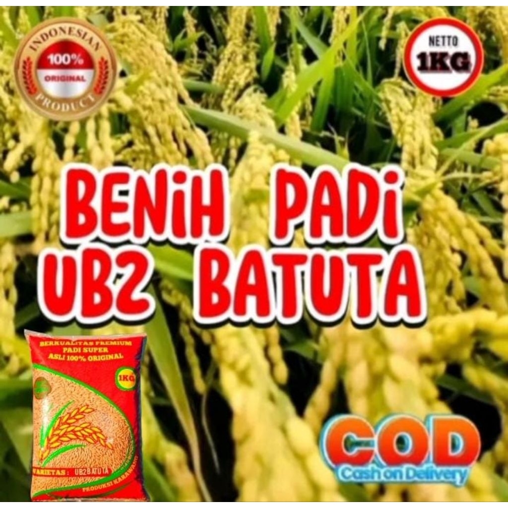 (1KG) PADI UB 2 BATUTA BENIH/BIBIT PADI SUPER UNGGUL BERKUALITAS ORI (COD)