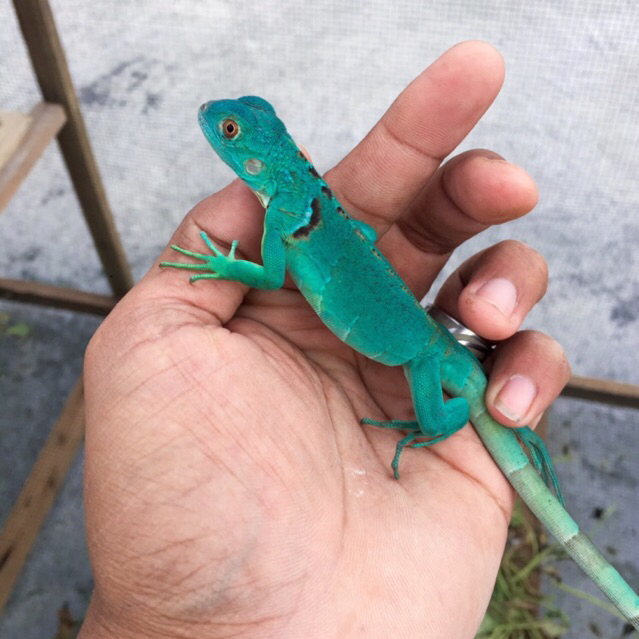 Koleksi blue red iguana joss -+30cm // iguana blue red