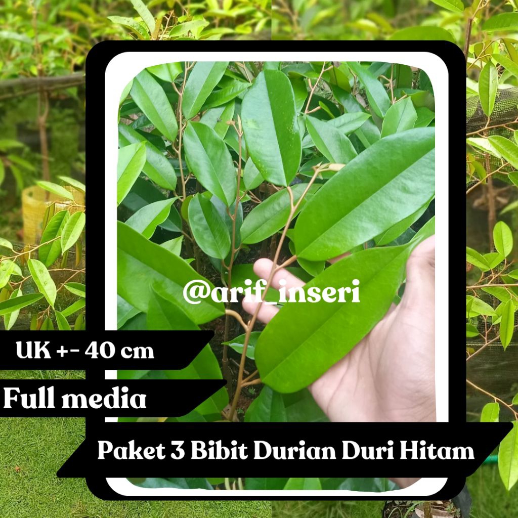Paket 3 Bibit Durian Duri Hitam|Ochee|D200