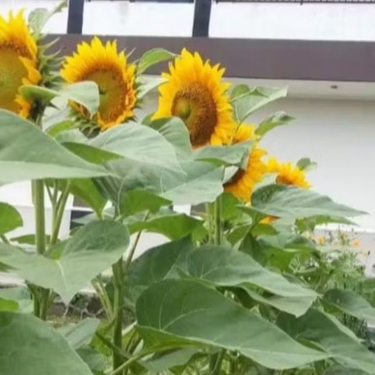 Tanaman Bunga Matahari Besar/ Sun Flower, Bibit Pohon Bunga Matahari