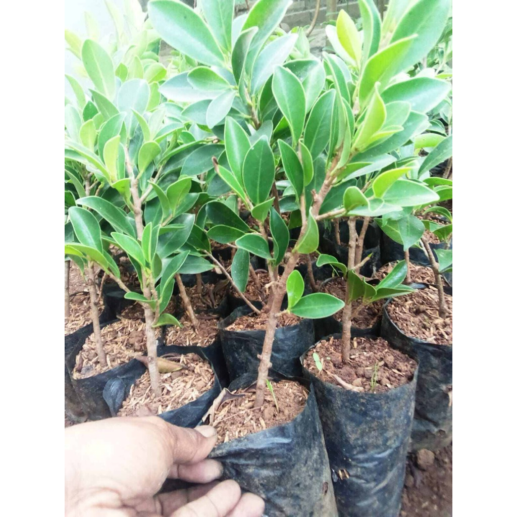 TANAMAN HIAS BAHAN BONSAI BERINGI FICUS ELEGANT