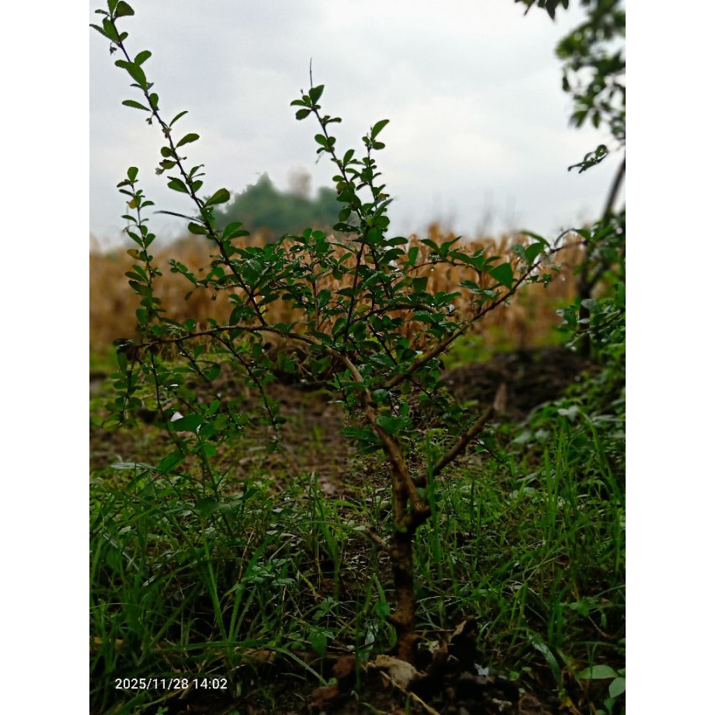 Bahan Bonsai Hokiantea