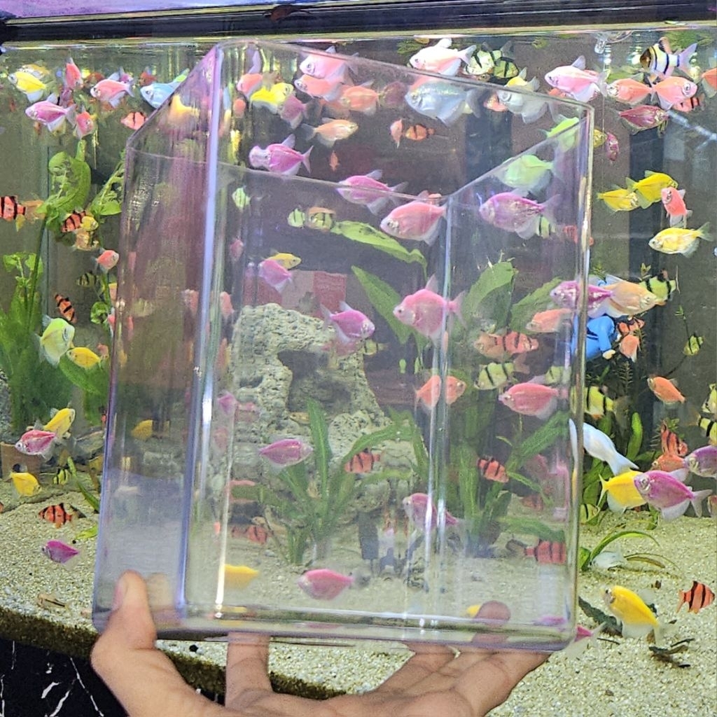 Miko Aquarium akrilik 4L soliter akuarium