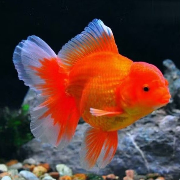 ikan koki oranda red white rosetail size 10cm