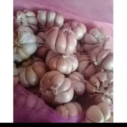 bawang putih 1 kg