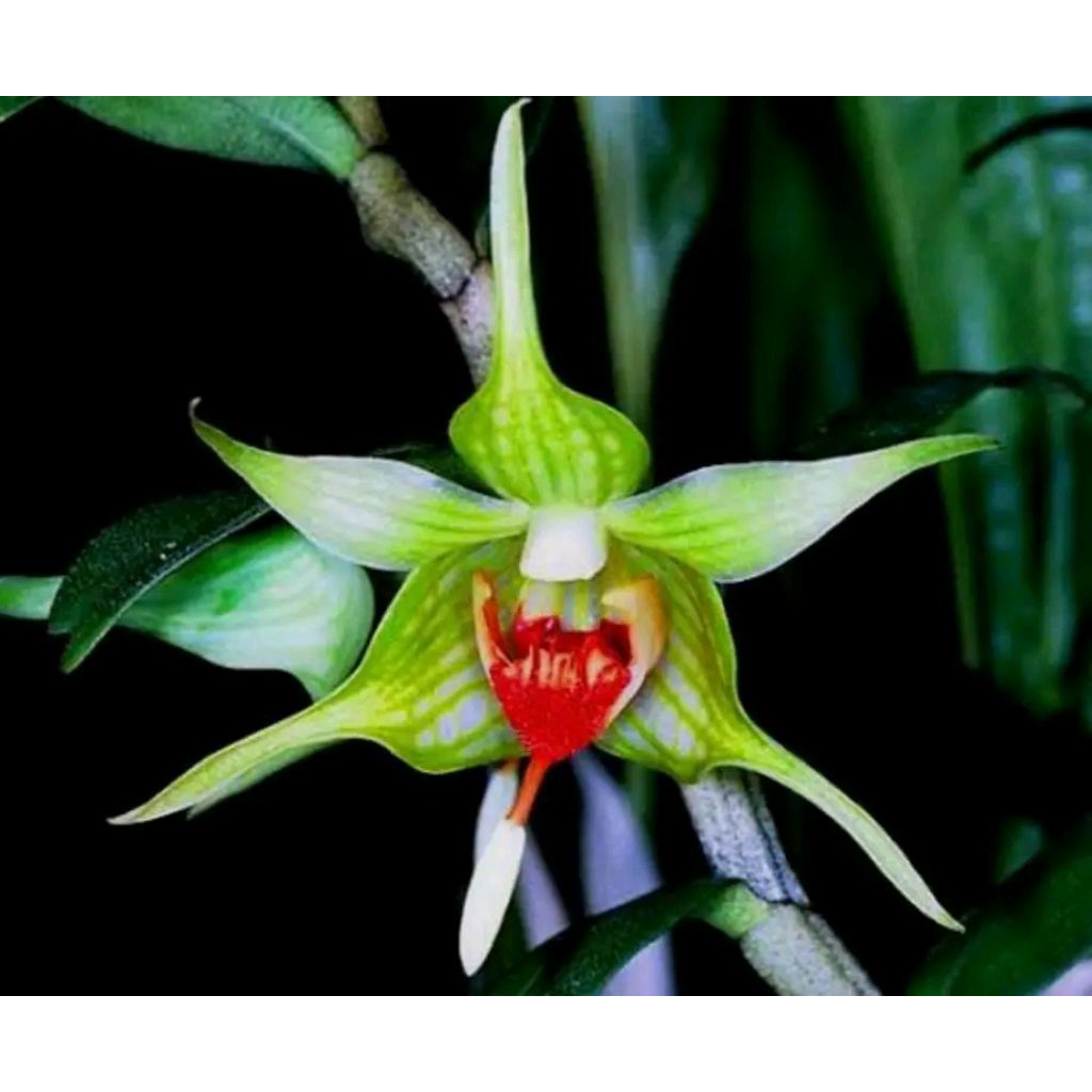 Dendrobium tobaense x Dendrobium bifalce