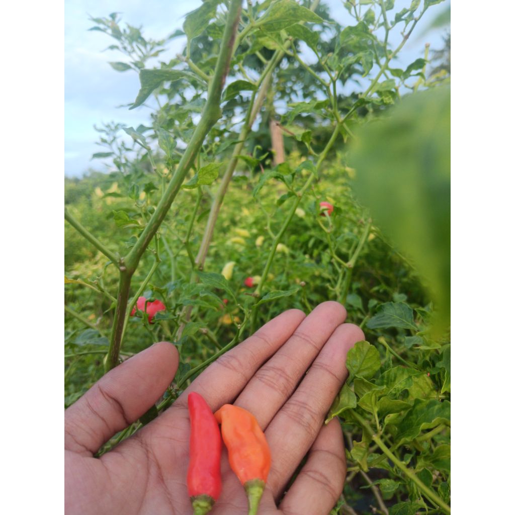 cabai rawit merah lokal kebumen