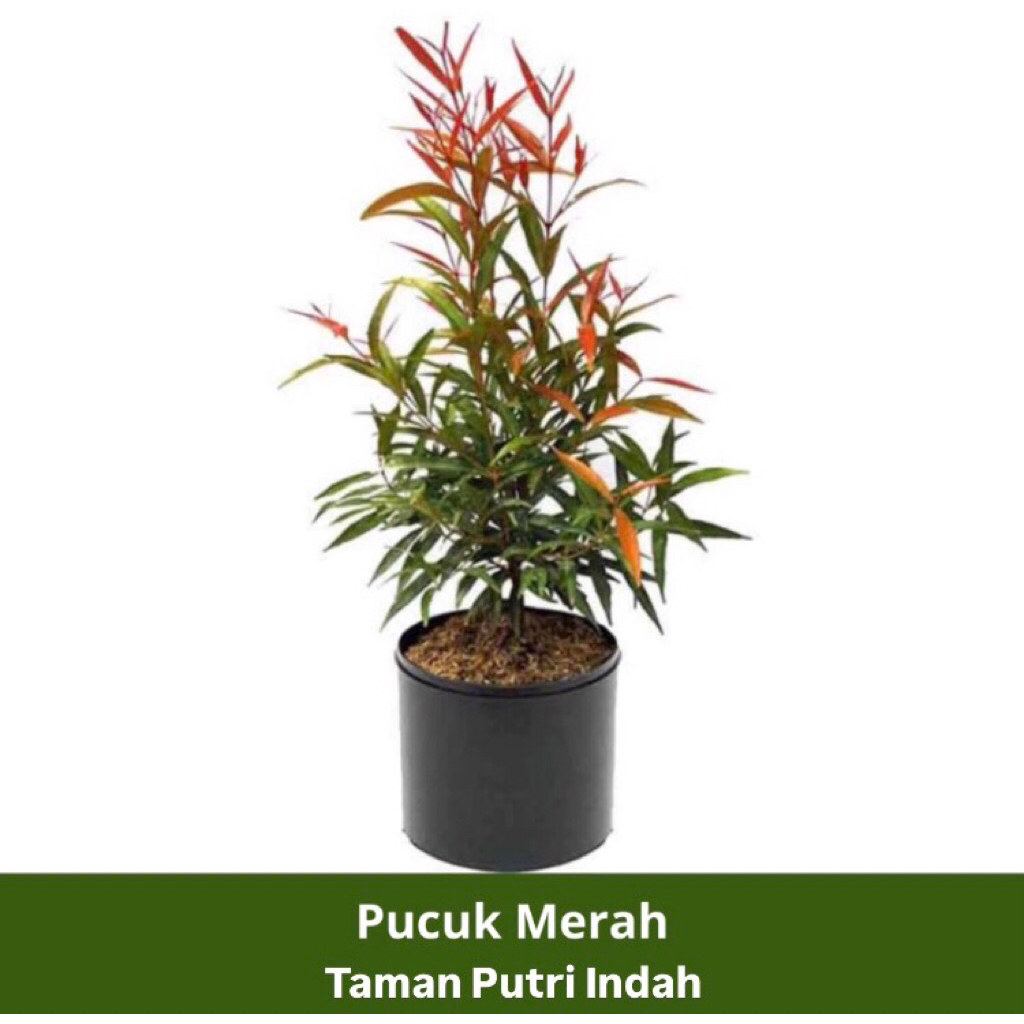 Tanaman Hias Pucuk Merah Cantik Tanaman Hias Outdoor Pucuk Merah Siap Tanam
