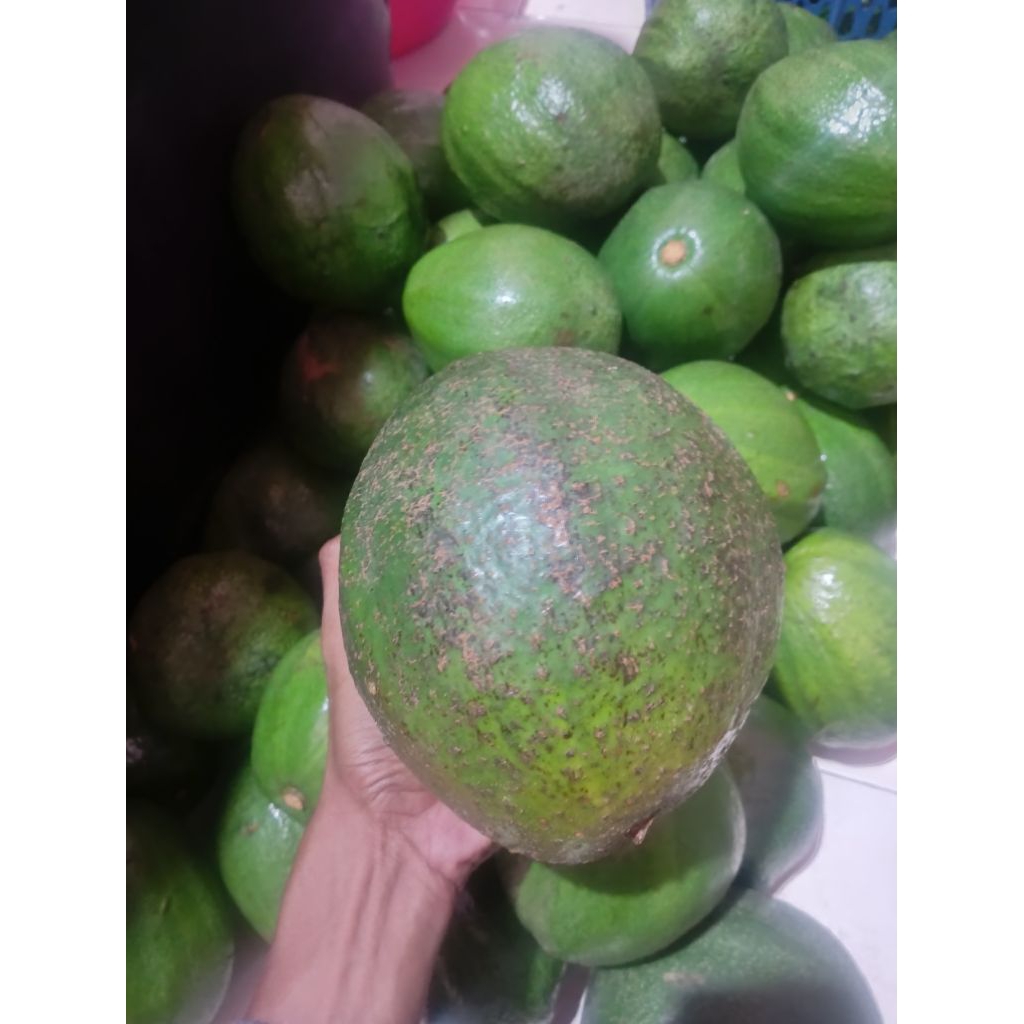 alpukat markus/mentega grade B 1 kg isi 1-2 super pulen