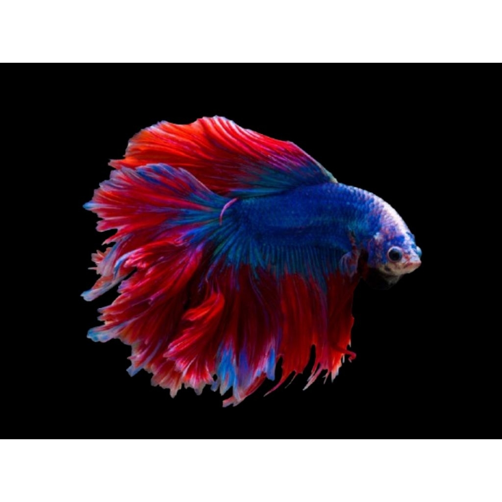 IKAN CUPANG HALFMOON JANTAN SIZE L -XL