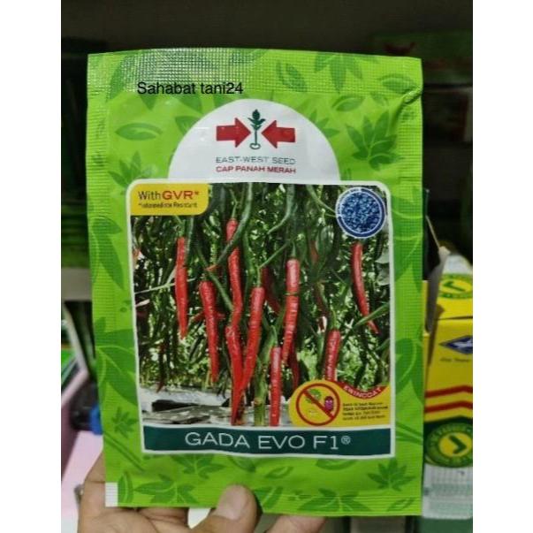 Benih cabe GADA EVO F1 2250 butir benih cabe besar hibrida dari panah merah