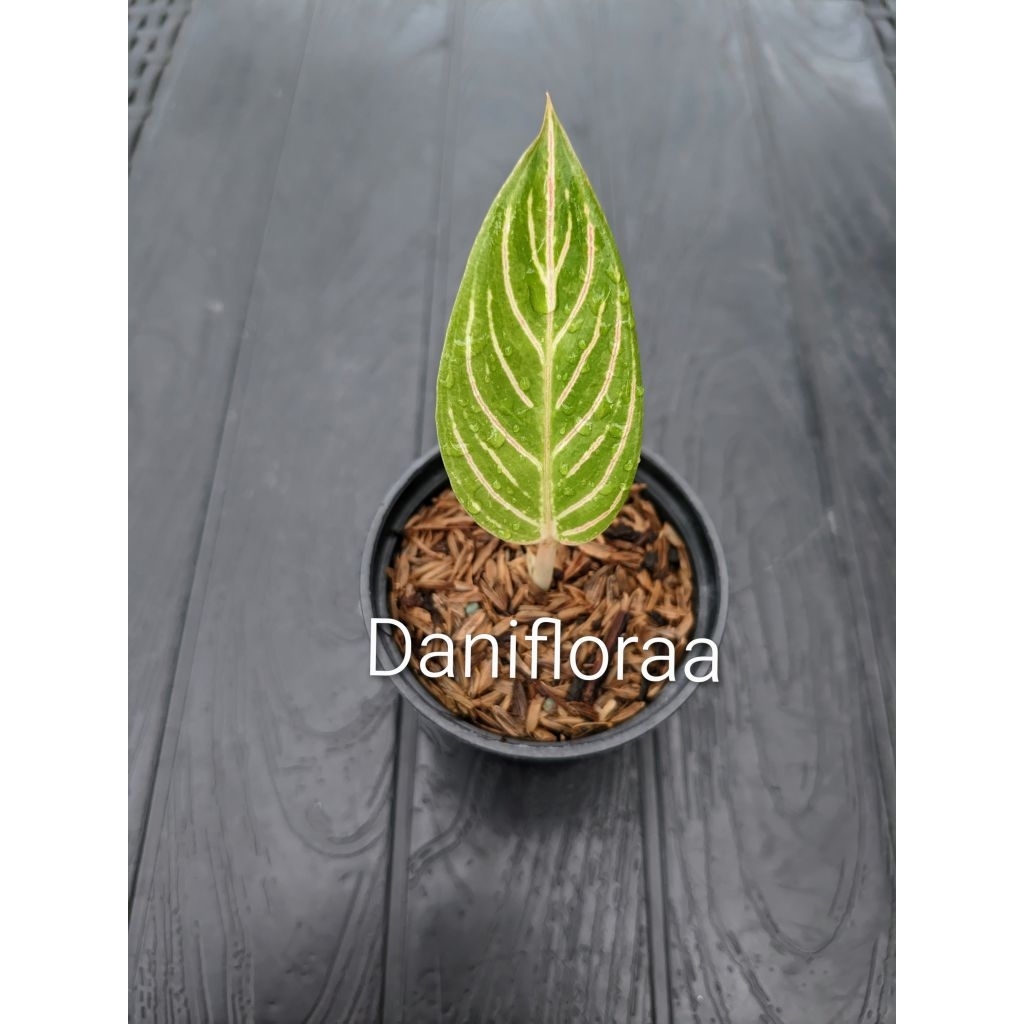 Aglaonema Golden Hope Anakan