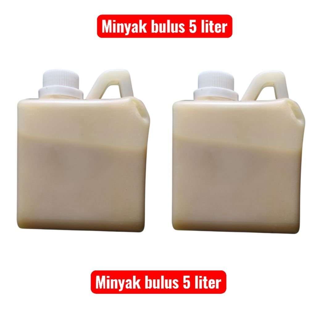 minyak bulus 5 liter asli kalimantan