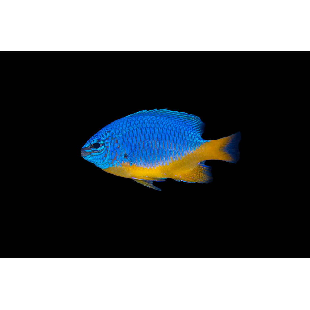 ikan hias laut betok kupang / azure damselfish