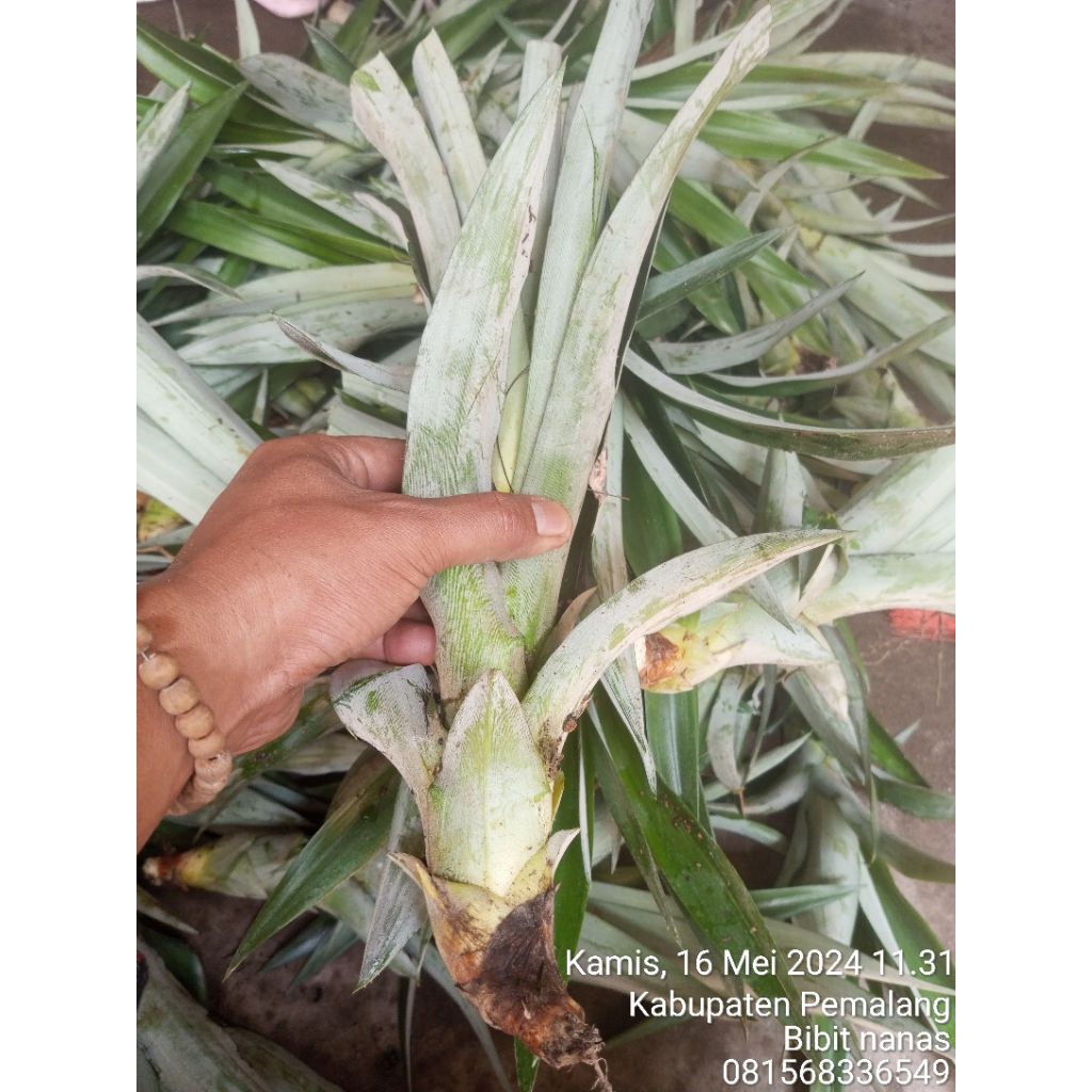 50 bibit nanas madu super jumbo