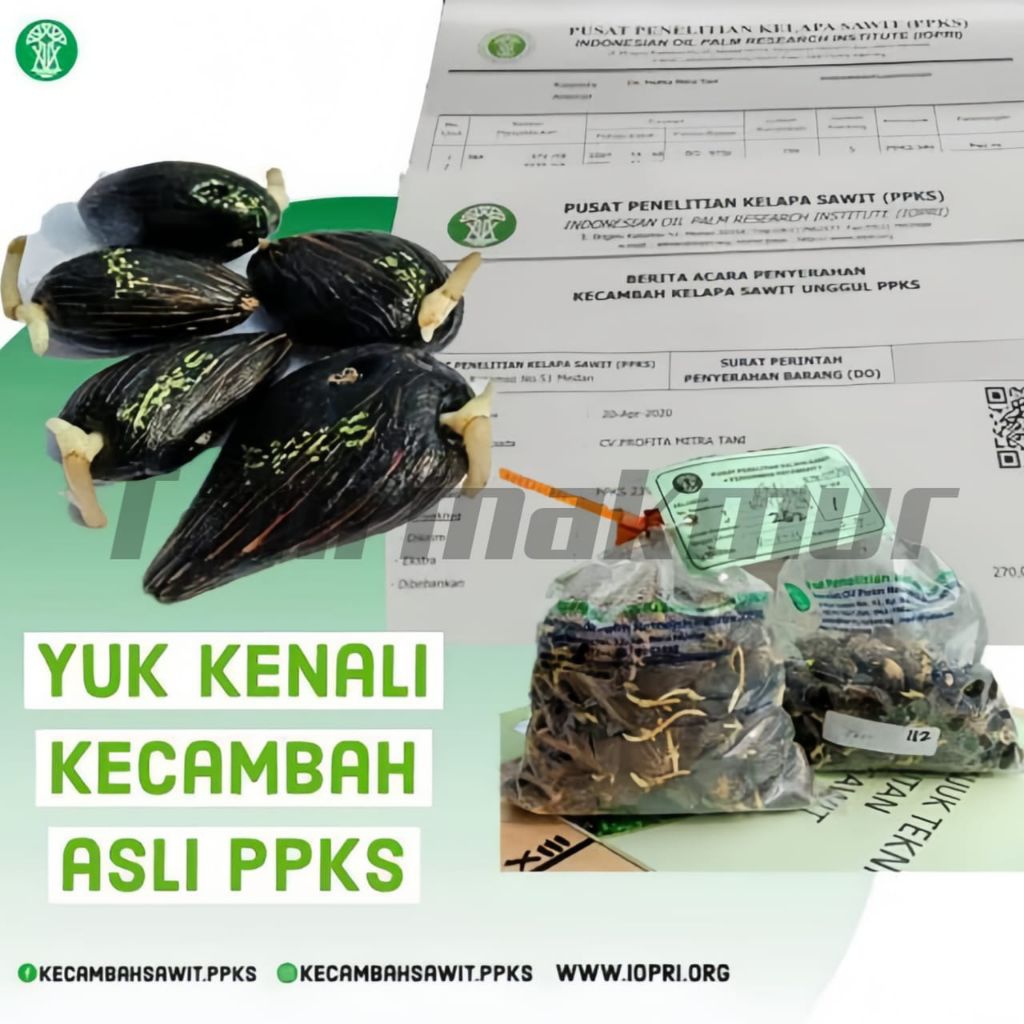 kecambah sawit PPKS 239