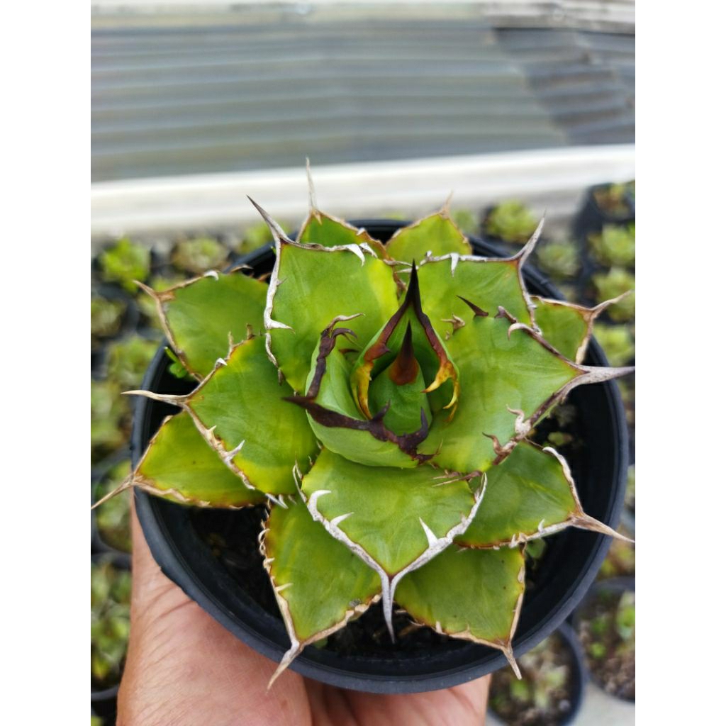 AGAVE TITANOTA
