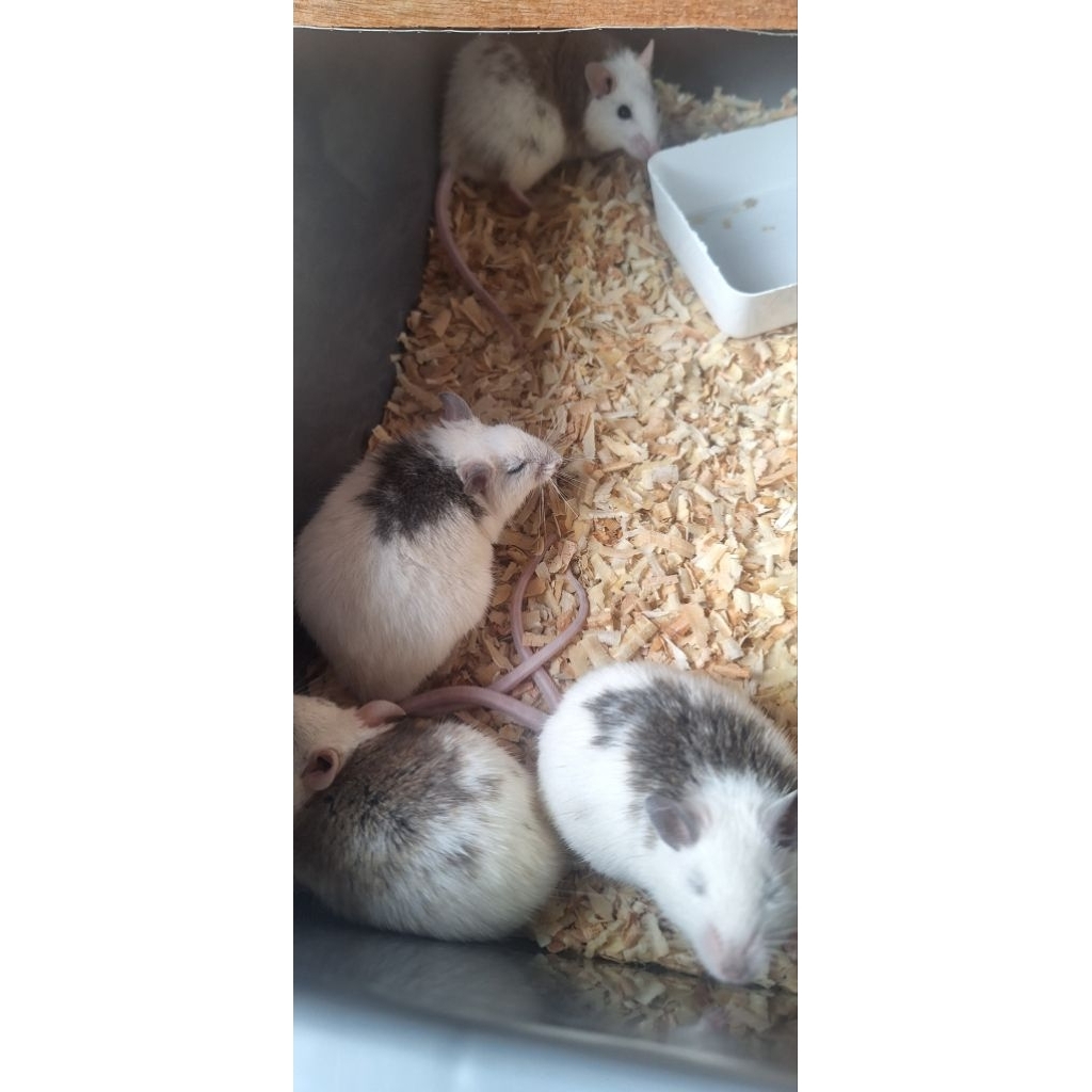 Tikus Putih ASF Indukan