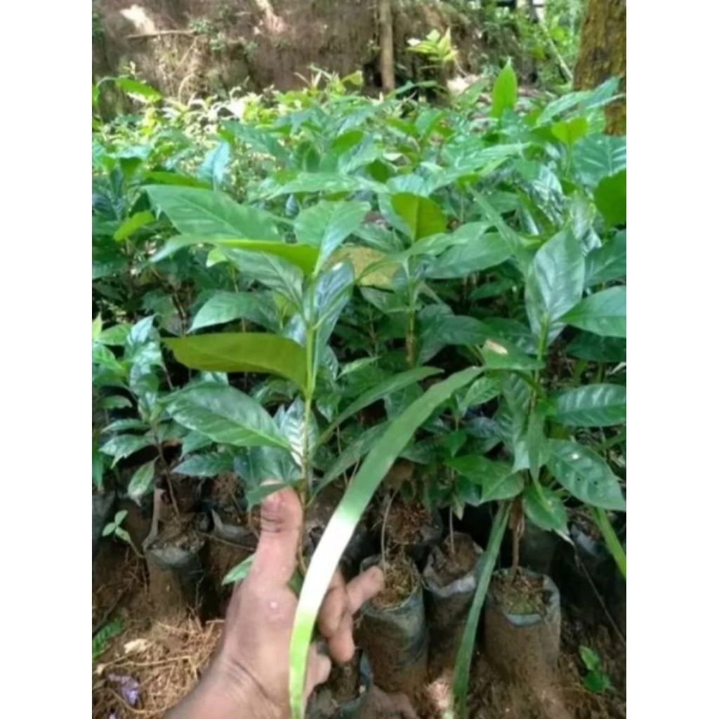 bibit kopi arabika gayo 29000 per 50