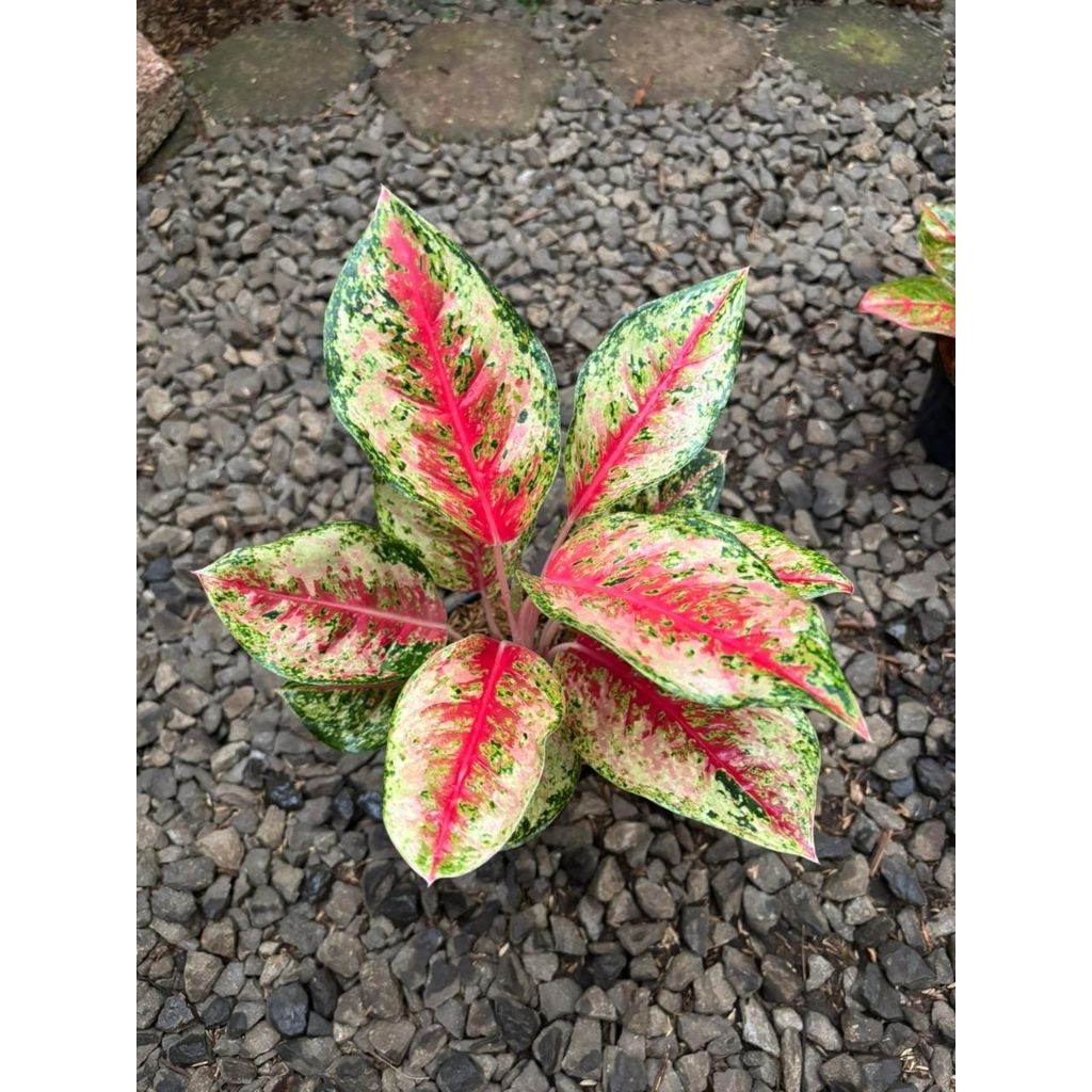 Tanaman hias aglonema sweet dream - aglonema sweet dream