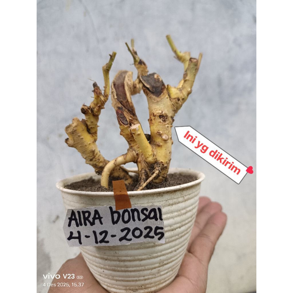 bahan bonsai serut dongkelan