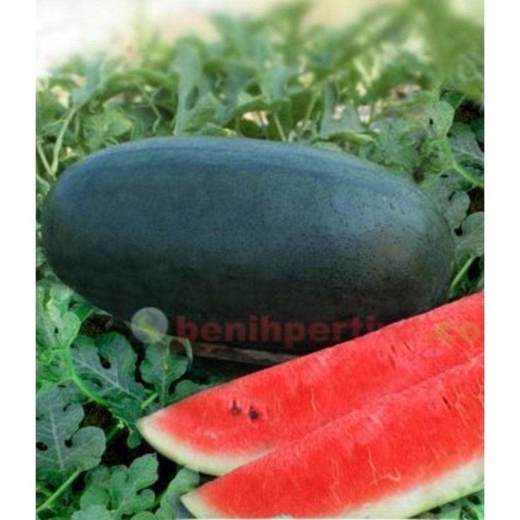 PROMO BIBIT/BENIH SEMANGKA INUL REDIN F1 REPACK (25 BIJI/BENIH)