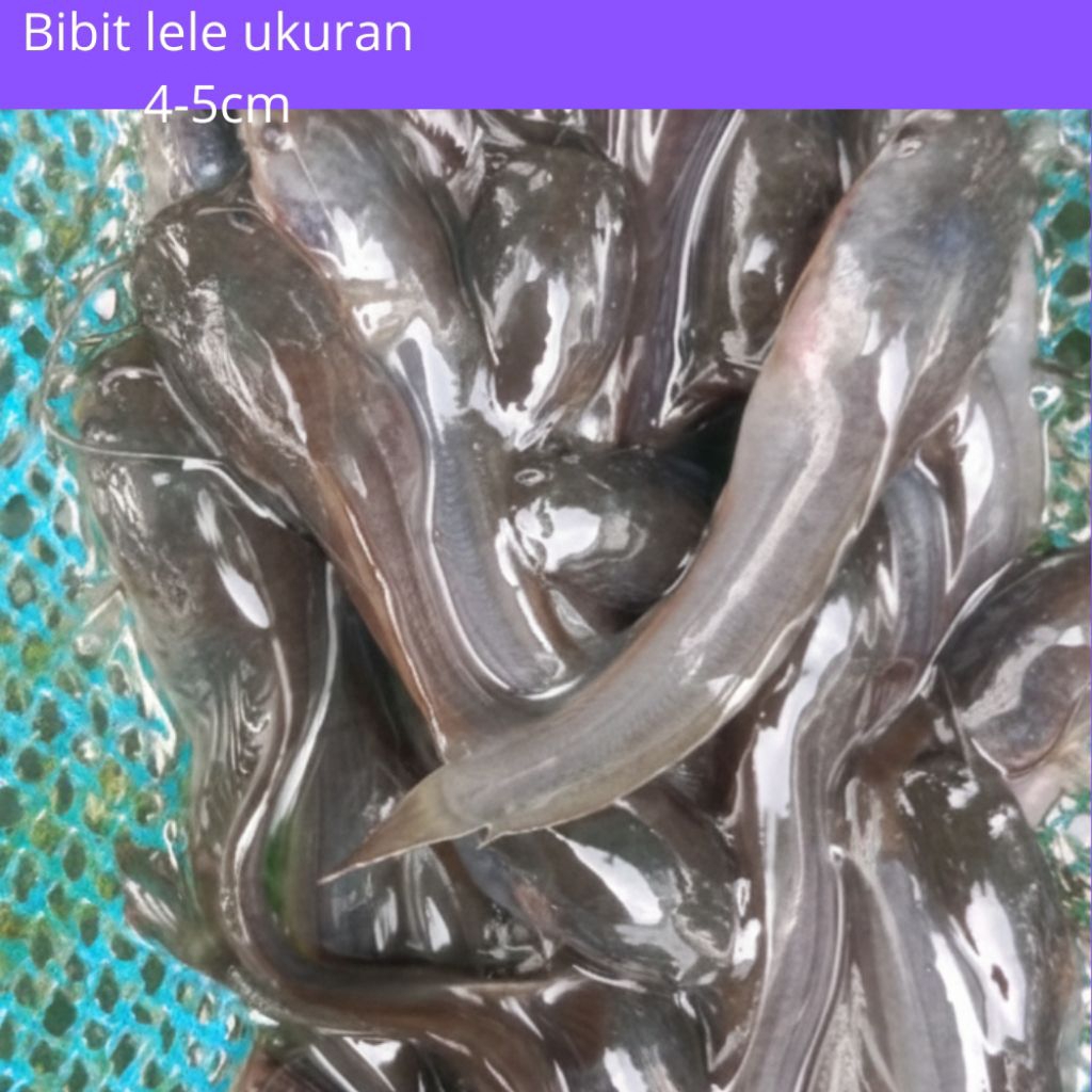 Bibit Lele 4–5 cm –300 ekor- Ikan Lele Hidup Unggul Cepat Besar