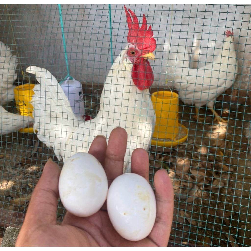 Garansi Jika Tidak Fertil | Telur Fertil Ayam White Leghorn | Telur Tetas Ayam White Leghorn | Telur