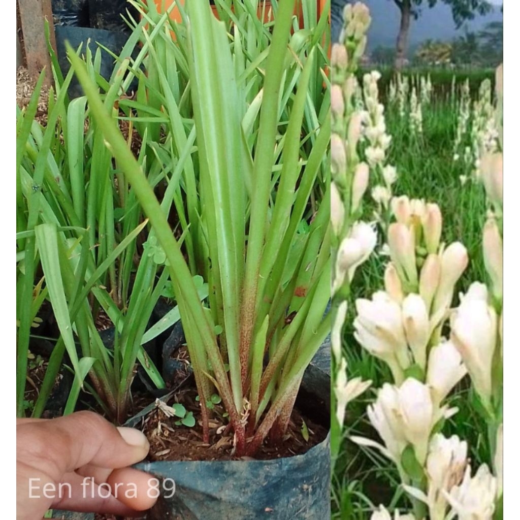 tanaman hias/herbal bunga sedap malam. tanaman hidup siap tanam