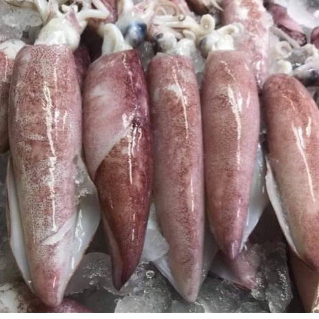 Cumi 1Kg Cumi Segar Cumi Basah Cumi Telur Segar Cumi Telor Segar Seafood Cumi Cumi Segar 1Kg