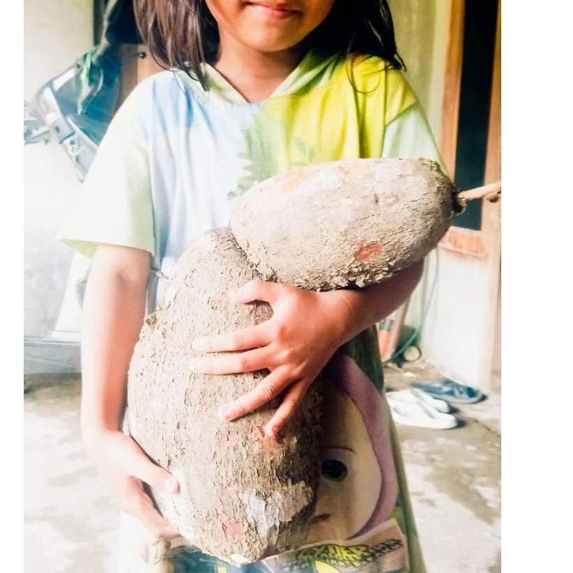 Stek Batang Ubi Jumbo, Singkong Gajah