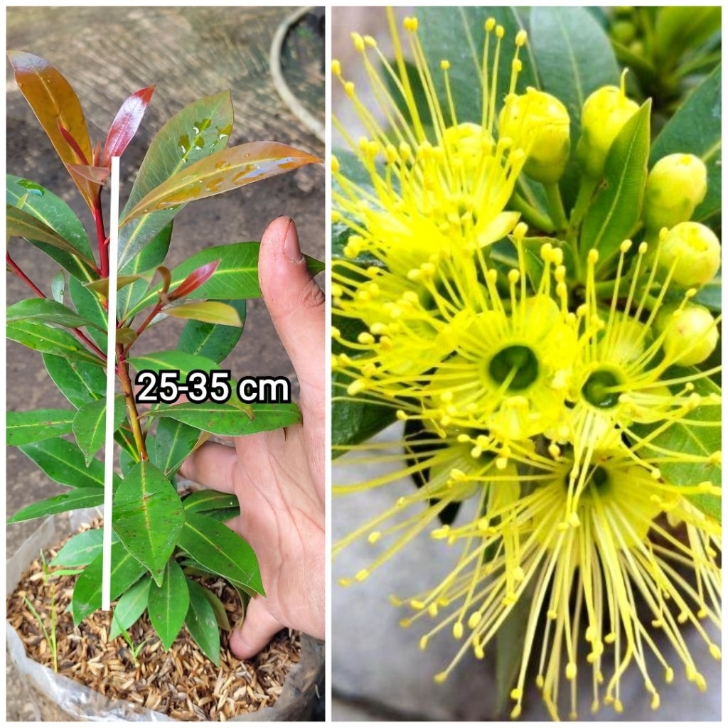 BIBIT TANAMAN HIAS BUNGA SANTOS LEMON KUNING TINGGI 30 CM