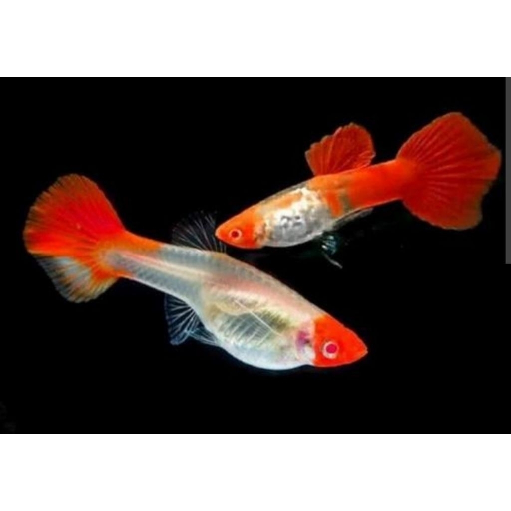 Guppy Platinum Koi Satu Pasang Hiasan Aquarium |Ikan Hias Bozz Louhan|
