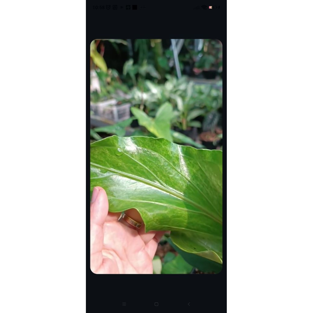 Anthurium Obor Varigata