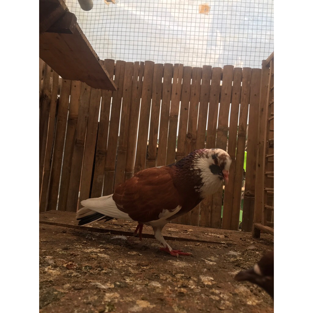 merpati kolong trah mewah siap latih satu pasang