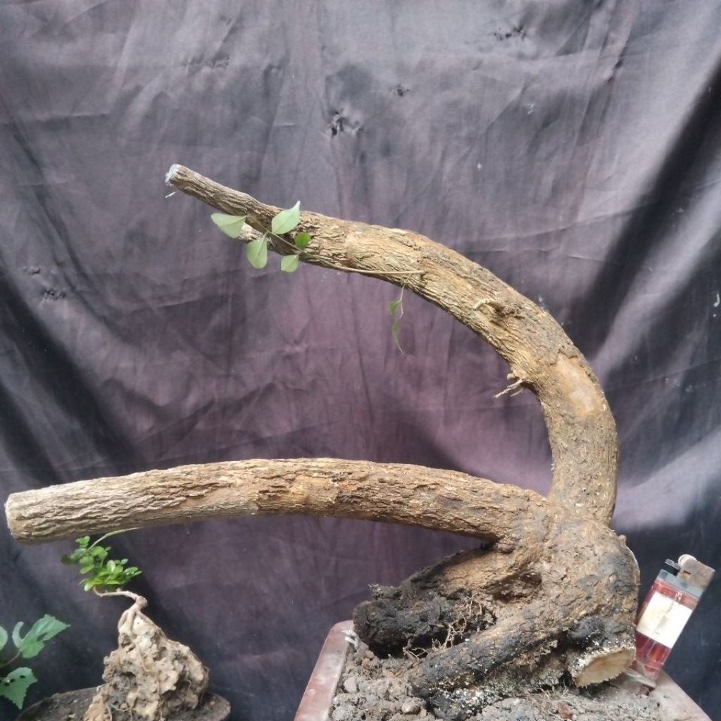 Bahan Bonsai Kemuning Dongkelan Berkarakter informal The Maxx 30 cm real pick.