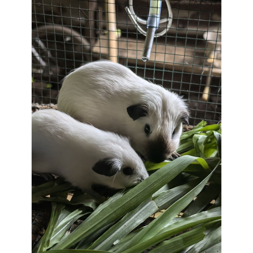 Marmut California White | Marmut Hias Lucu | Guinea Pig California White | Marmut California Putih -