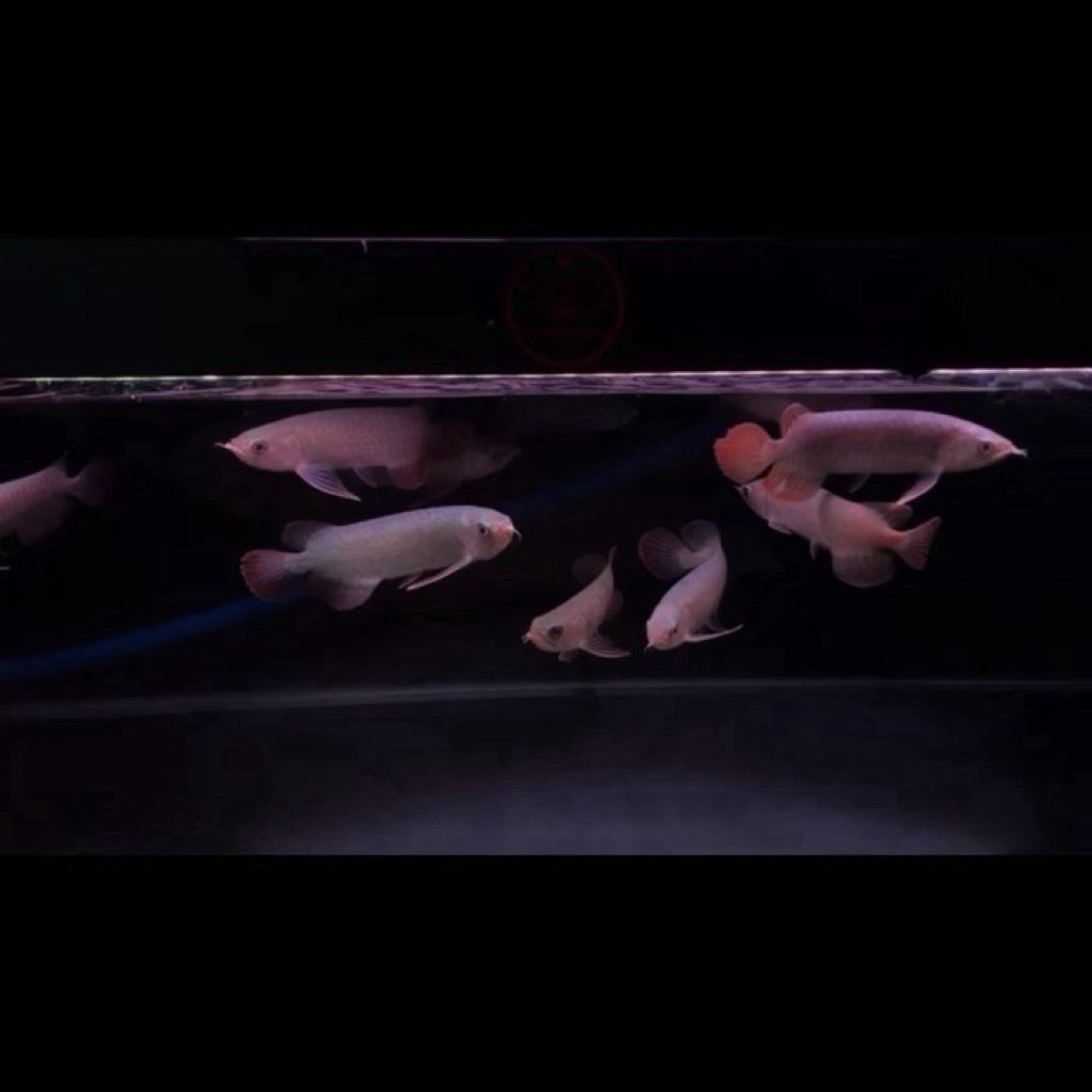 Arwana Banjar Red ITL ( i tiaw lung ) / arowana banjar red ITL 15-18cm