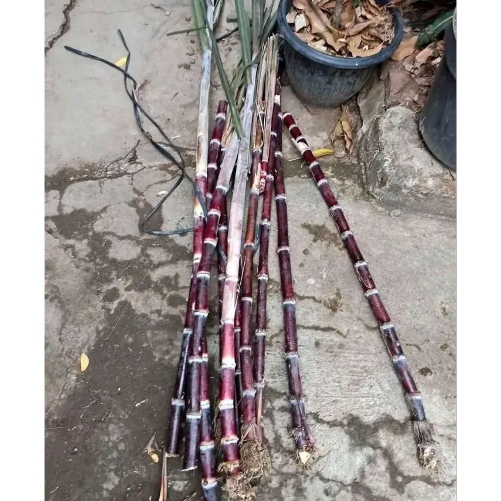 Bibit Stek Tebu Hitam Tebu Wulung Siap Tanam