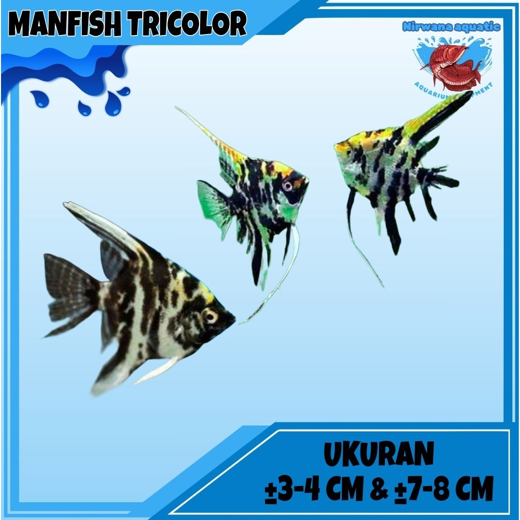 (INSTAN) IKAN MANFISH - TRICOLOR ANGELFISH | UKURAN ±4CM & ±8 CM (BELI 10 BONUS 1)